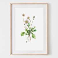 Gänseblümchen, Fine Art Print, Giclée Print, Poster, Kunstdruck, Pflanzen Zeichnung