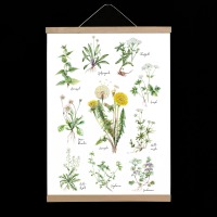 10 Wildkräuter, Fine Art Print, Giclée Print, Poster, Kunstdruck, Pflanzen Zeichnung 3
