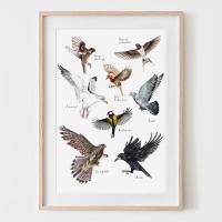 Heimische Vögel im Flug, Fine Art Print, Giclée Print, Poster, Kunstdruck, Zeichnung