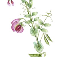 Erbsenblüte, Fine Art Print, Giclée Print, Poster, Kunstdruck, Pflanzen Zeichnung 2