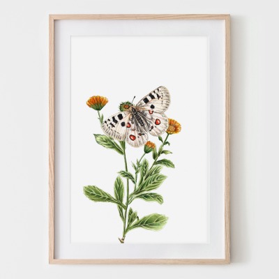 Apollofalter auf Ringelblume, Schmetterlinge gezeichnet, Schmetterlingsposter, Fine Art Print,