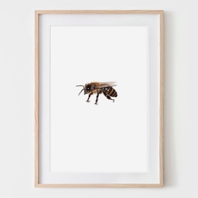 Honigbiene Seitenansicht, Fine Art Print, Giclée Print, Poster, Kunstdruck, Zeichnung, DIN A4 -