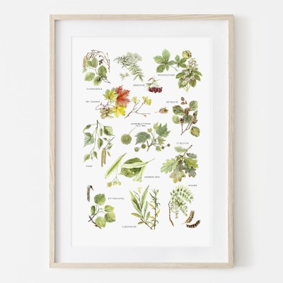 Blätter von Laubbäumen, Fine Art Print, Giclée Print, Poster, Kunstdruck, Pflanzen Zeichnung -