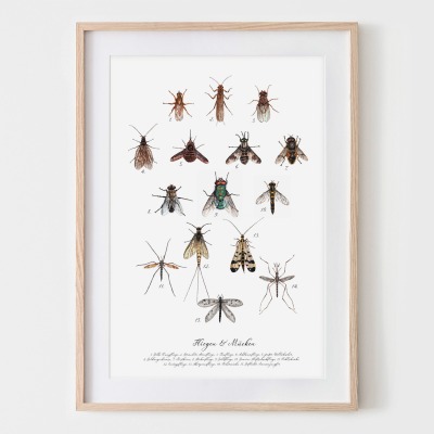 Heimische Fliegen, Fliegen gezeichnet, Fliegenposter, Zweiflügler Poster, Mücken, Fine Art Print,