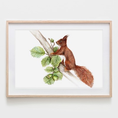 Eichhörnchen im Nussbaum, Fine Art Print, Giclée Print, Poster, Kunstdruck, Tier Zeichnung -
