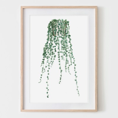 Erbsenpflanze, Fine Art Print, Giclée Print, Poster, Kunstdruck, Zimmerpflanzen Zeichnung -