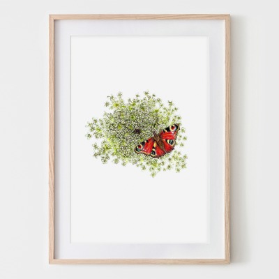Wilde Möhre mit Schmetterling, Fine Art Print, Giclée Print, Poster, Kunstdruck, Pflanzen
