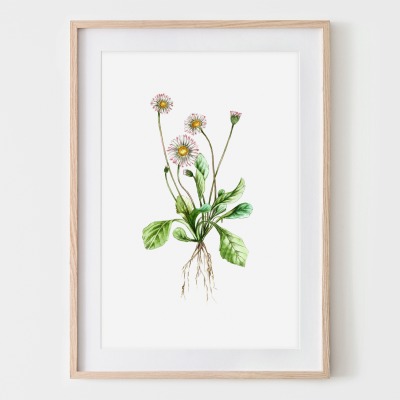 Gänseblümchen, Fine Art Print, Giclée Print, Poster, Kunstdruck, Pflanzen Zeichnung -