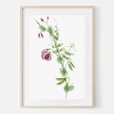 Erbsenblüte, Fine Art Print, Giclée Print, Poster, Kunstdruck, Pflanzen Zeichnung -