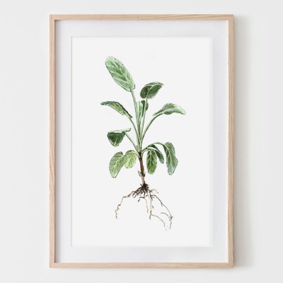 Salbei, Fine Art Print, Giclée Print, Poster, Kunstdruck, Pflanzen Zeichnung - Aquarell, Reprodukti
