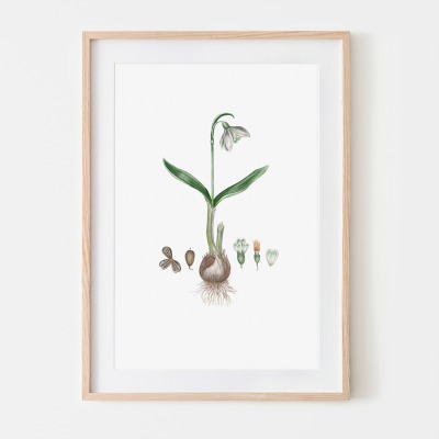 Ein Schneeglöckchen, Fine Art Print, Giclée Print, Poster, Kunstdruck, Pflanzen Zeichnung -