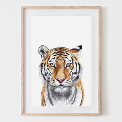 Tiger, Fine Art Print, Giclée Print, Poster, Kunstdruck, Tier Zeichnung - Buntstiftzeichnung, Repro