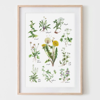 10 Wildkräuter, Fine Art Print, Giclée Print, Poster, Kunstdruck, Pflanzen Zeichnung -