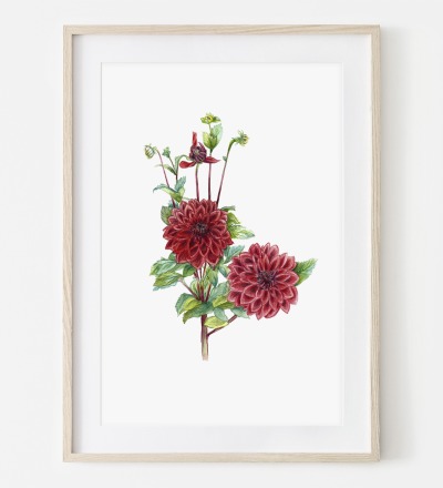 rote Dahlie aus meinem Garten Fine Art Print Giclée Print Poster Kunstdruck Pflanzen Zeichnung