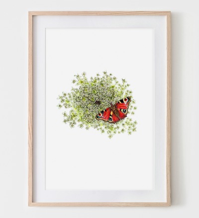 Wilde Möhre mit Schmetterling Fine Art Print Giclée Print Poster Kunstdruck Pflanzen Zeichnung - Aquarell-Buntstiftzeichnung Reproduktion
