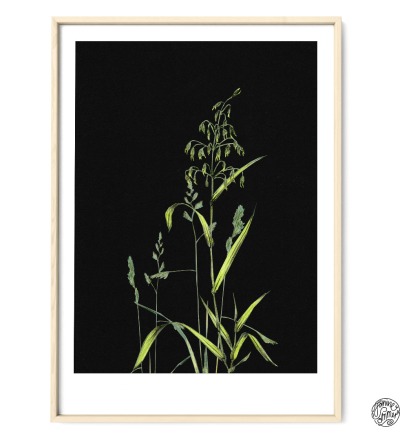 Gräser auf Schwarz Poster Kunstdruck Pflanzen Zeichnung - Buntstiftzeichnung Reproduktion