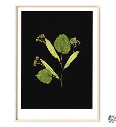 Linde auf Schwarz Poster Kunstdruck Pflanzen Zeichnung - Buntstiftzeichnung Reproduktion