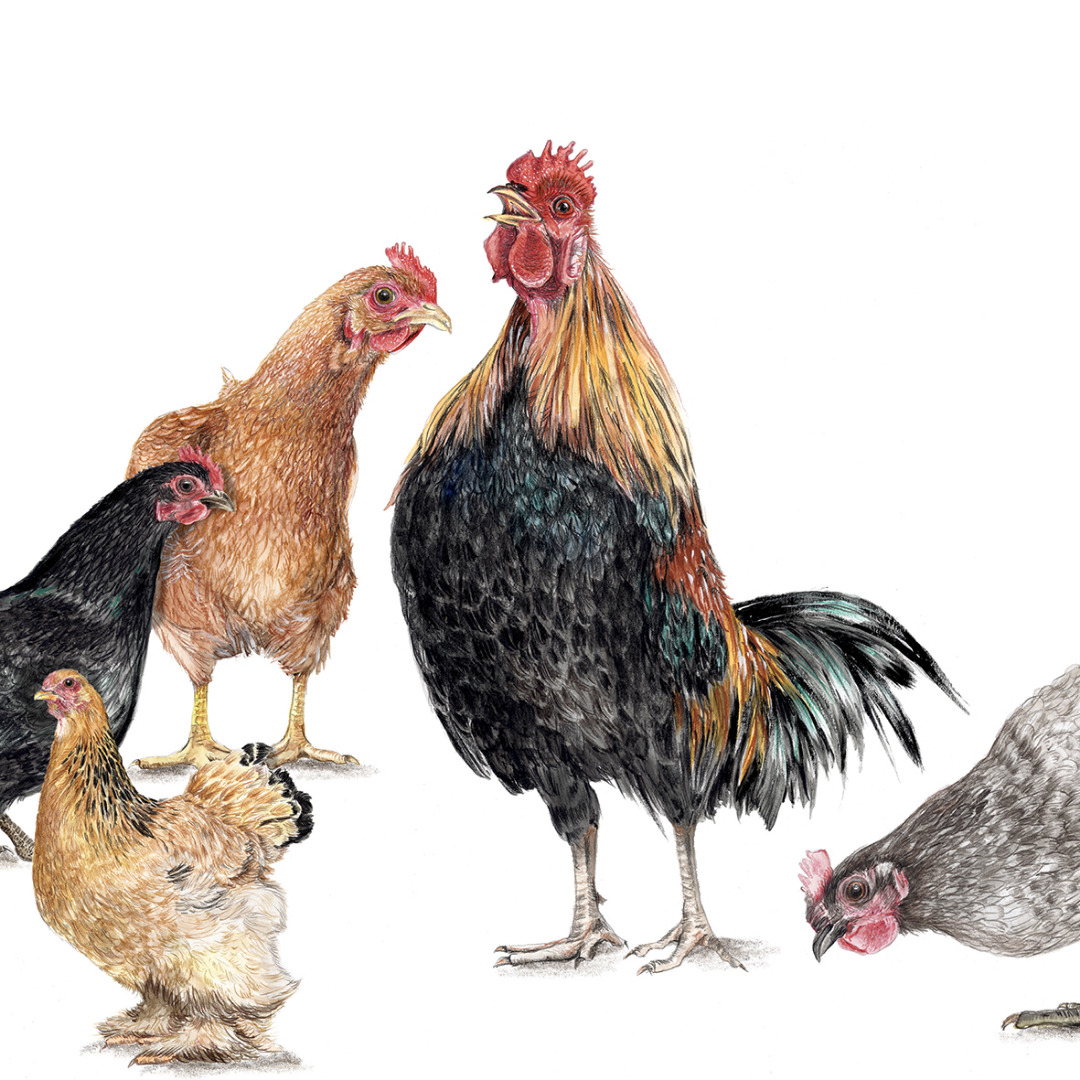7 Hühner, Fine Art Print, Giclée Print, Poster, Kunstdruck, Zeichnung 2