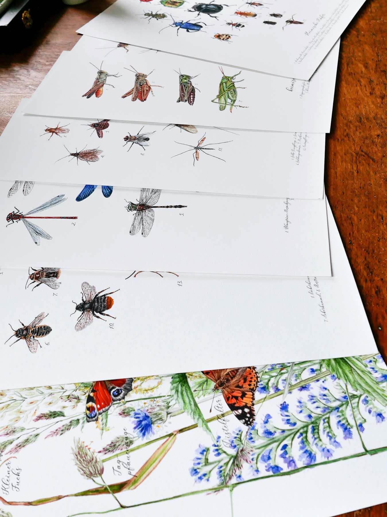 Heimische Fliegen, Fliegen gezeichnet, Fliegenposter, Zweiflügler Poster, Mücken, Fine Art Print,