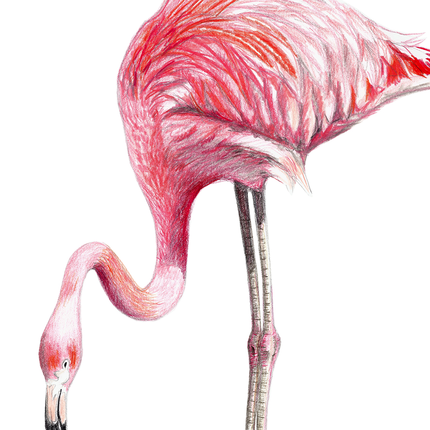 Flamingo, Fine Art Print, Giclée Print, Poster, Kunstdruck, Zeichnung 2
