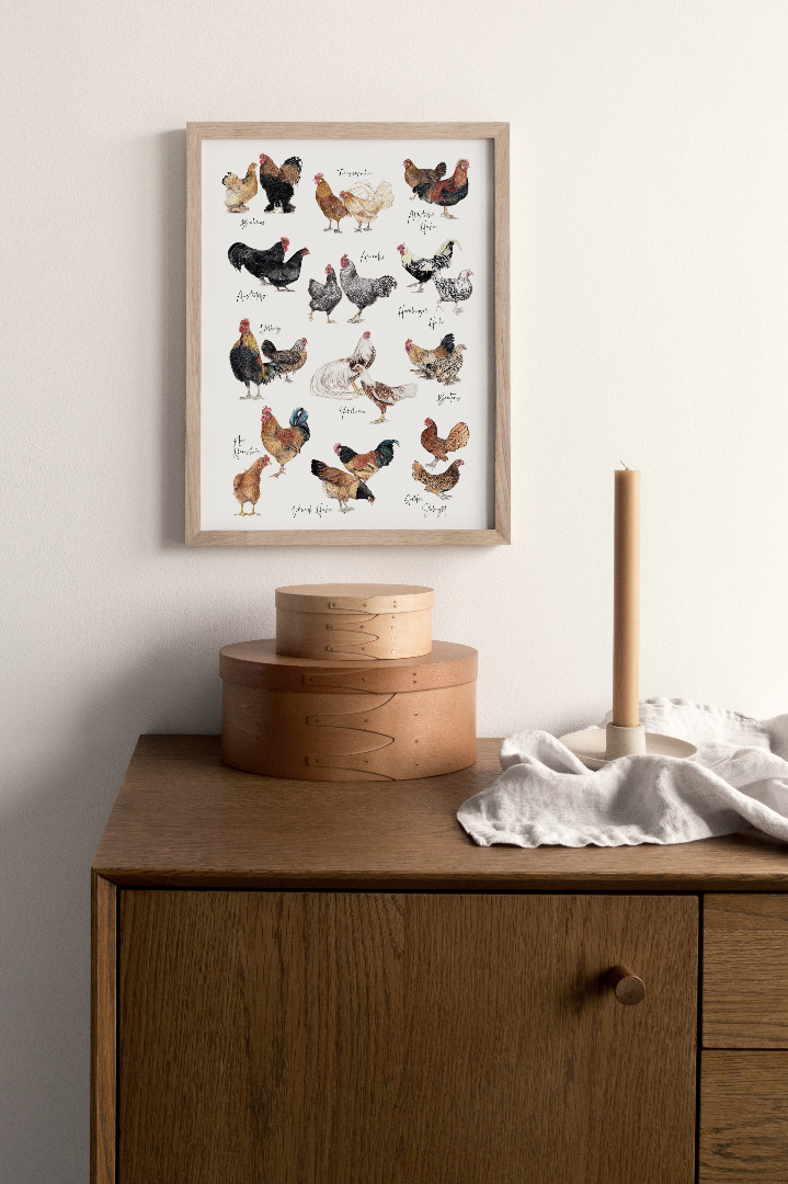 12 Hühnerarten Hühnerposter Fine Art Print Giclée Print Poster Kunstdruck Zeichnung