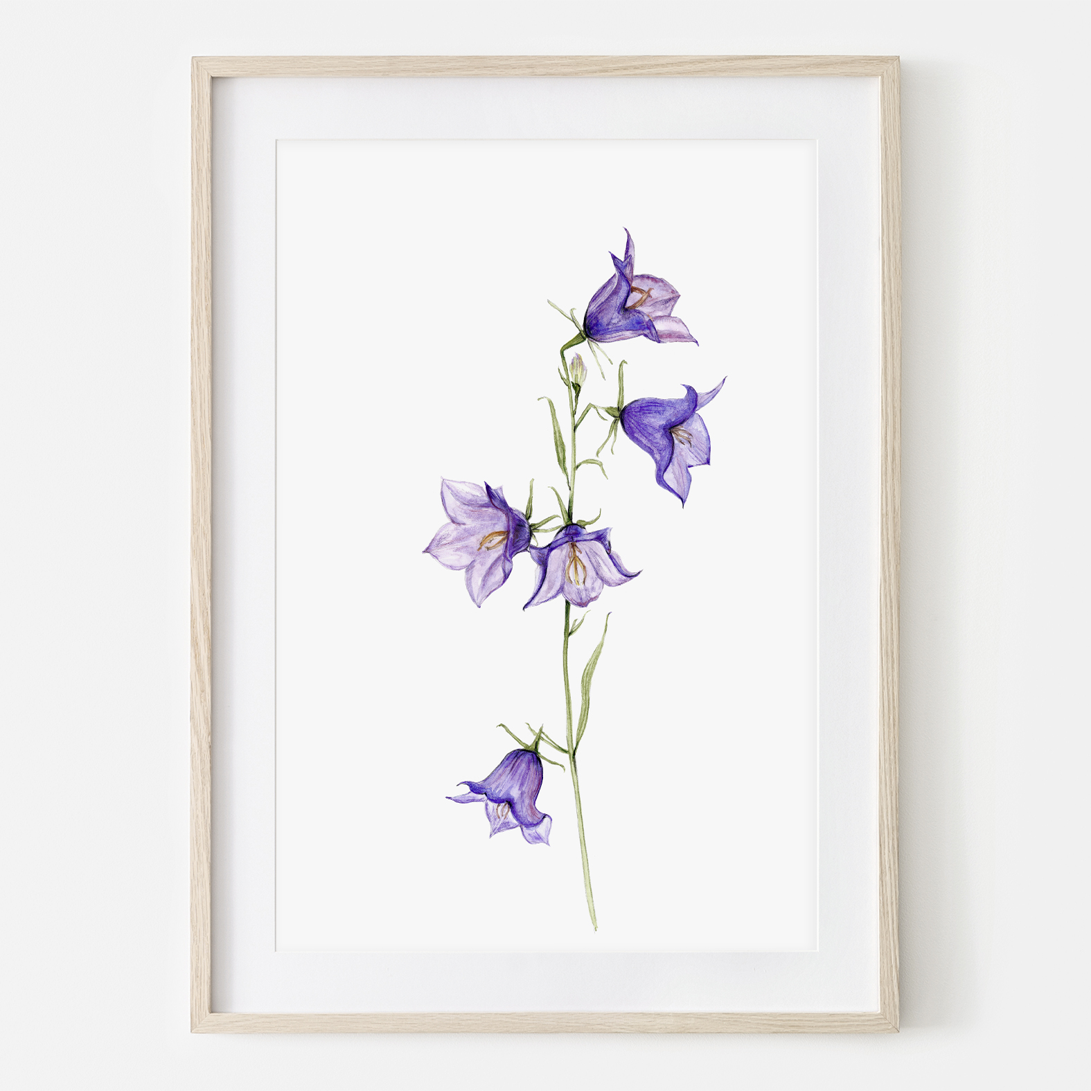 Glockenblume aus meinem Garten Poster Kunstdruck Pflanzenposter Zeichnung