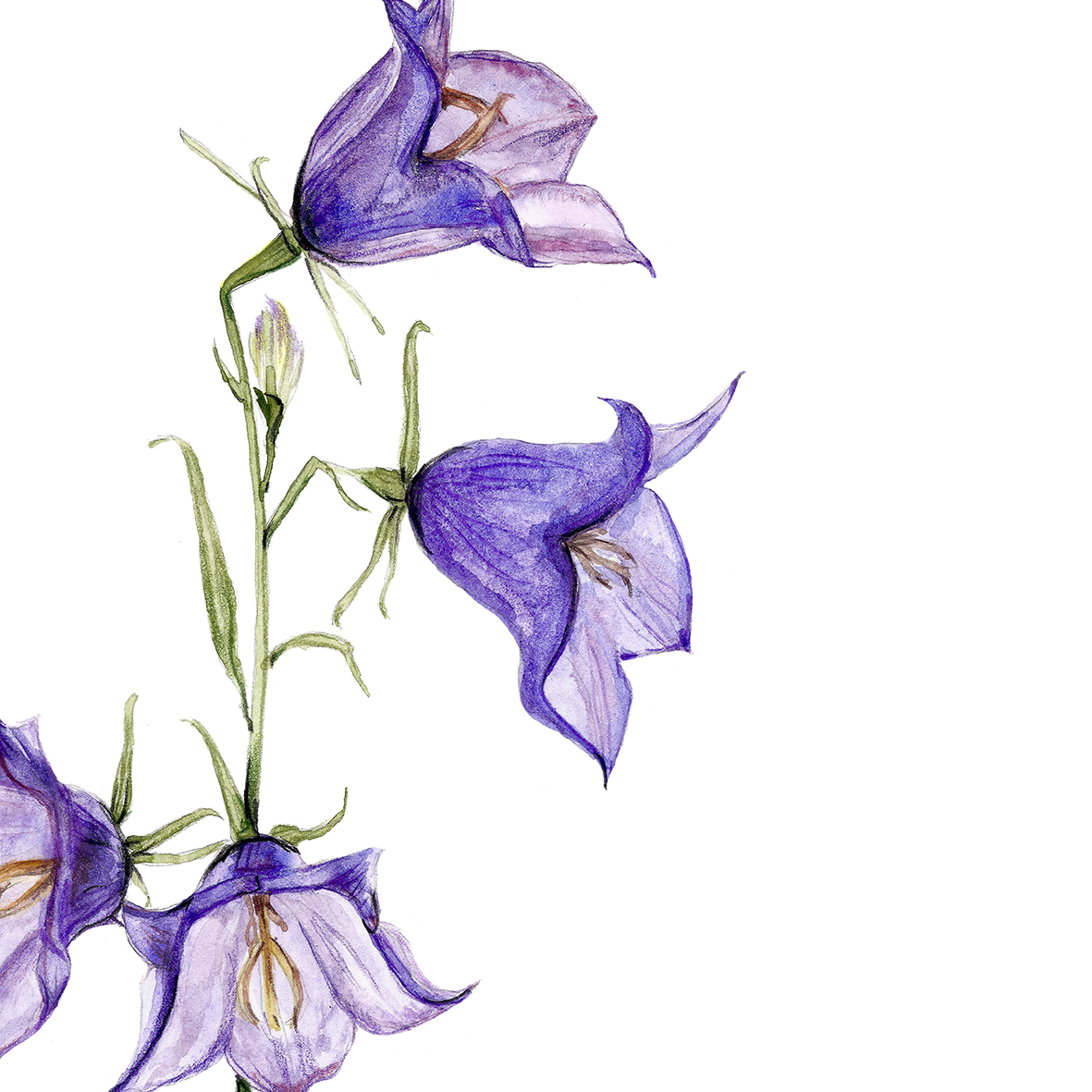 Glockenblume aus meinem Garten Poster Kunstdruck Pflanzenposter Zeichnung 2