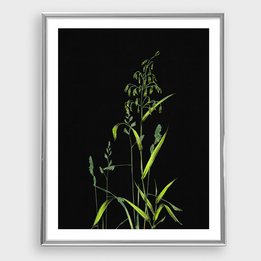 Gräser auf Schwarz Poster Kunstdruck Zeichnung