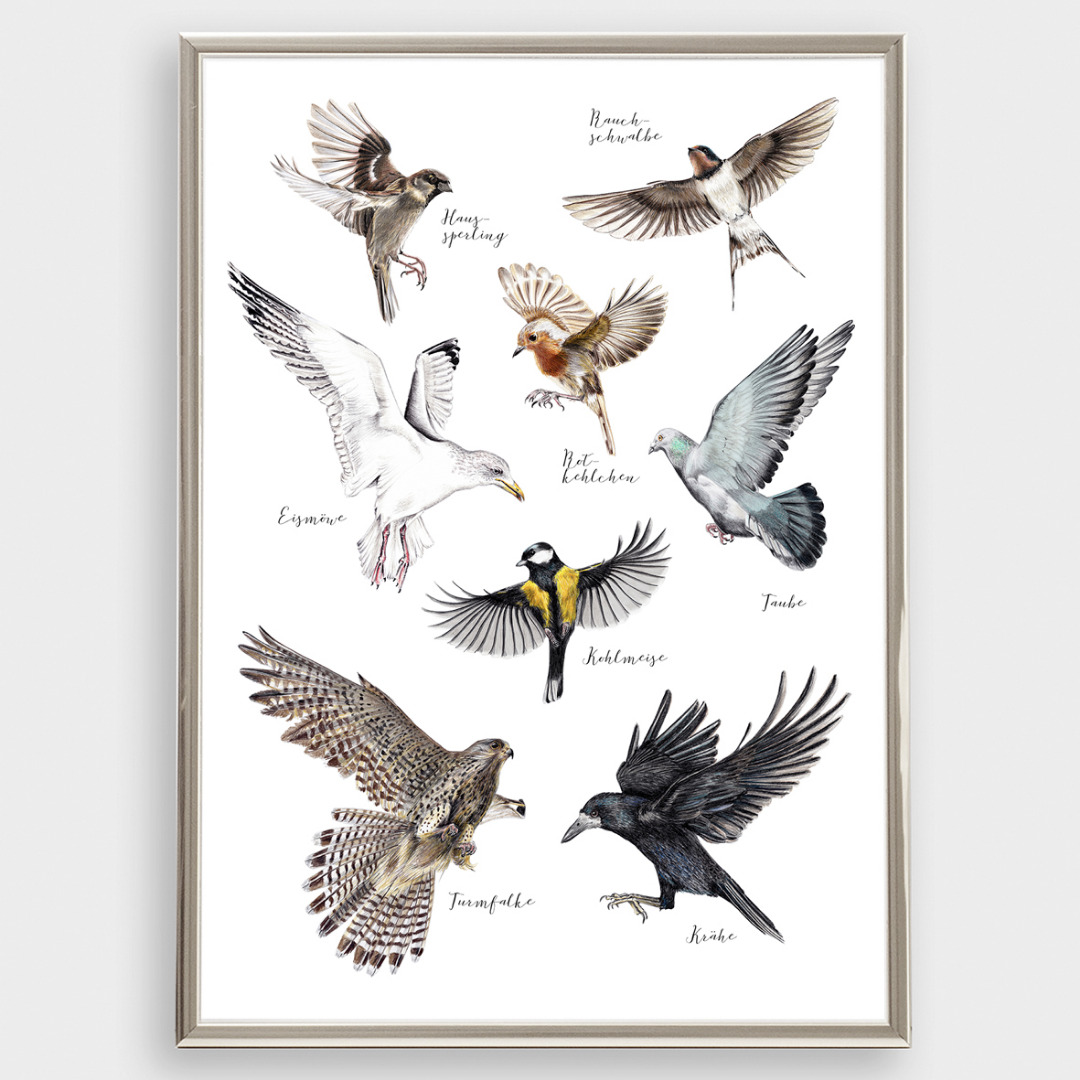 Heimische Vögel im Flug Poster Kunstdruck DIN A3 3