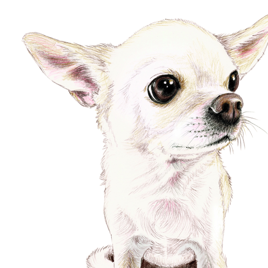 Chihuahua Pepe, Fine Art Print, Giclée Print, Poster, Kunstdruck, Zeichnung 2