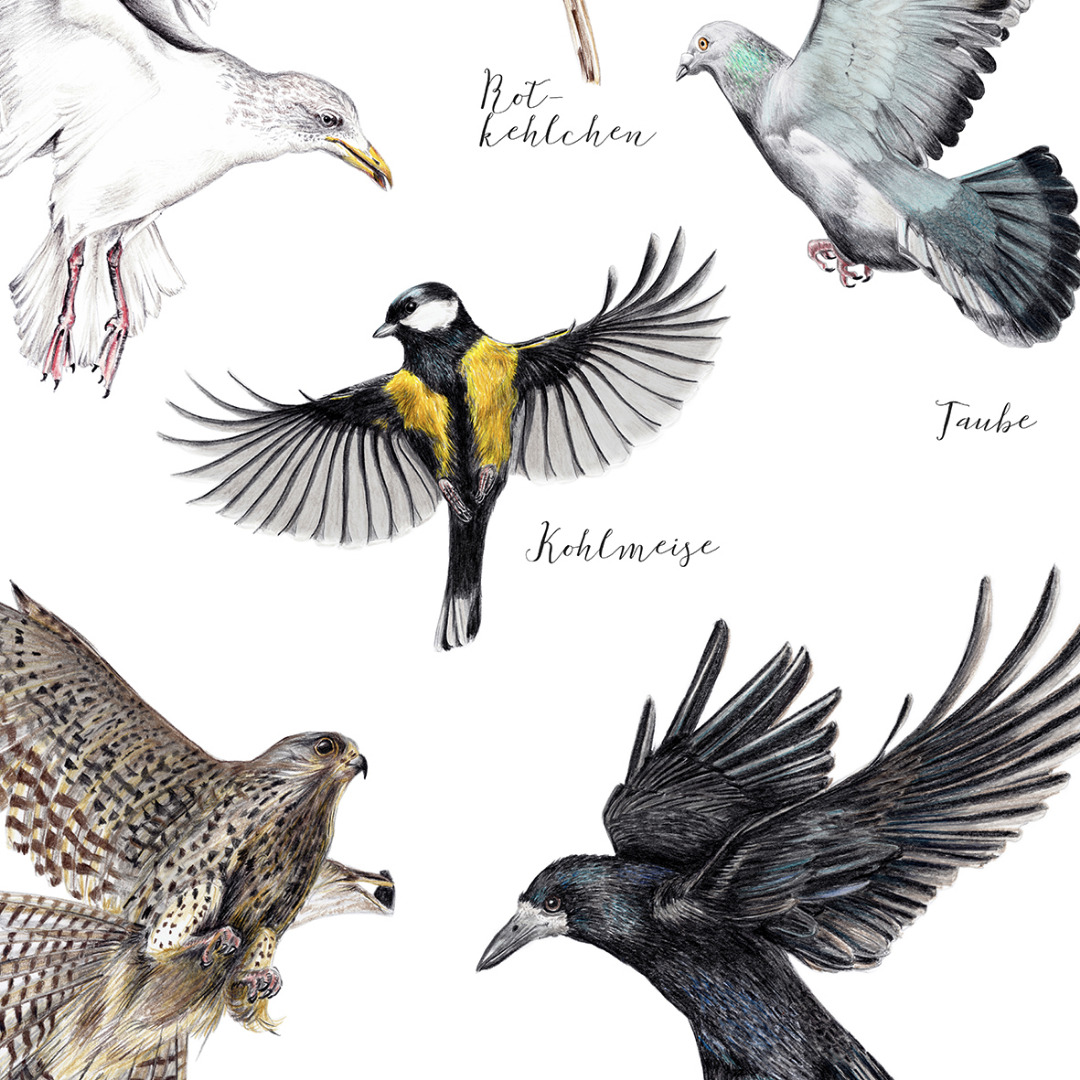 Heimische Vögel im Flug Fine Art Print Giclée Print Poster Kunstdruck Zeichnung 2