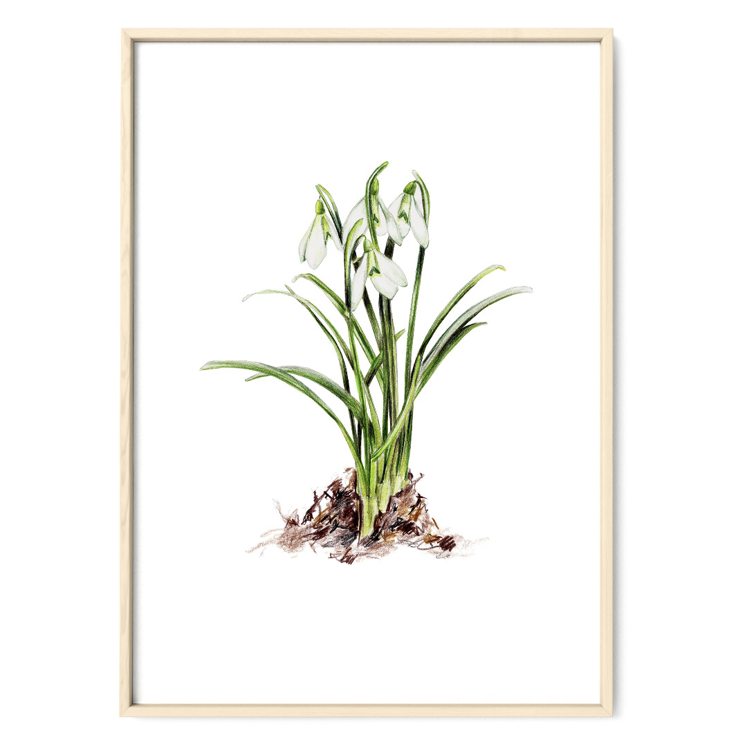 Schneeglöckchen Poster Kunstdruck Pflanzenposter Zeichnung