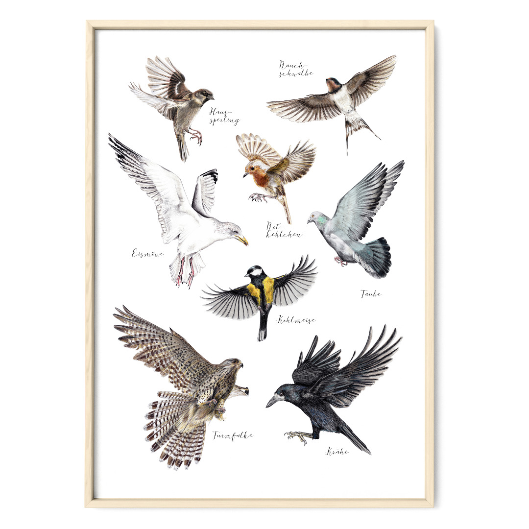 Heimische Vögel im Flug Fine Art Print Giclée Print Poster Kunstdruck Zeichnung