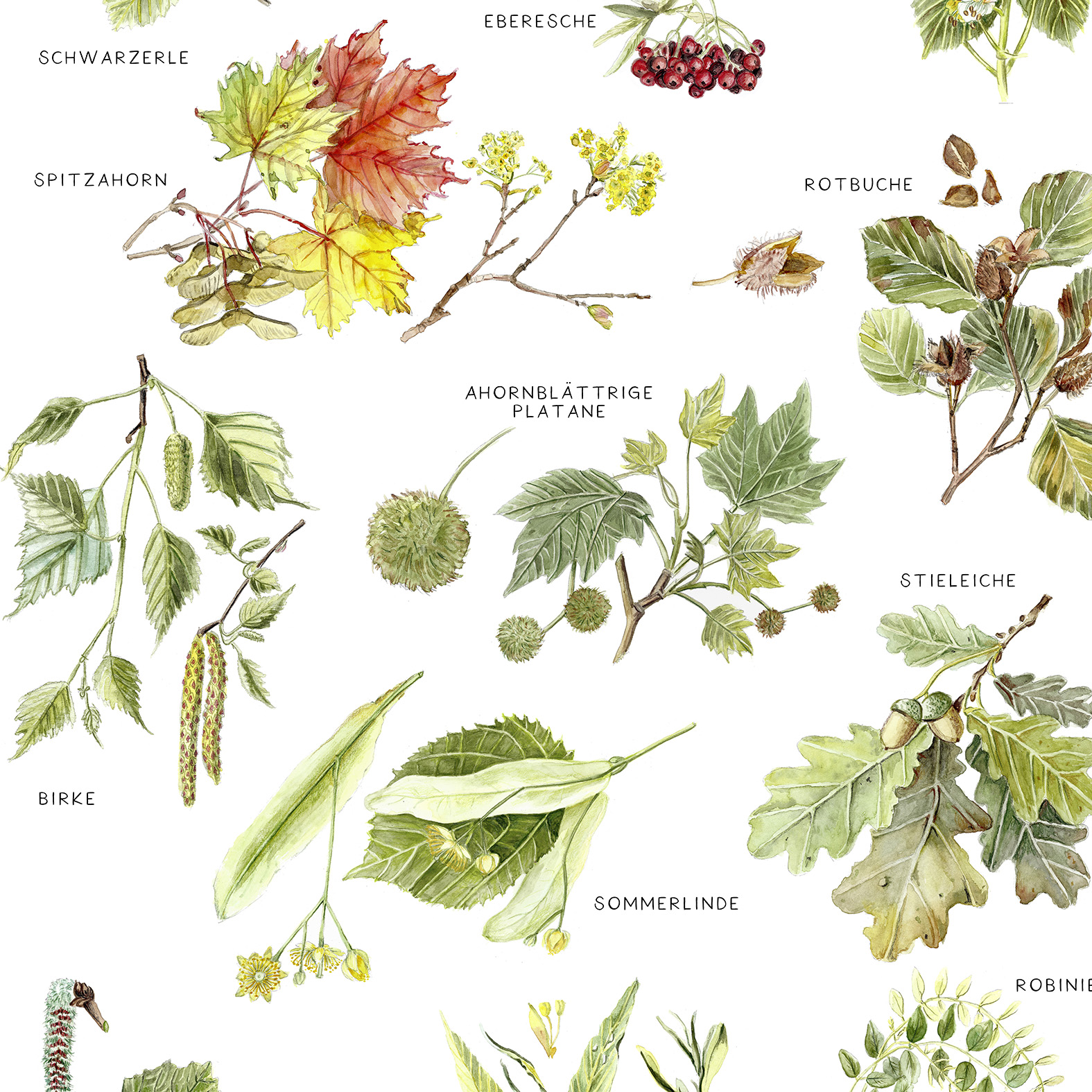 Blätter von Laubbäumen Fine Art Print Giclée Print Poster Kunstdruck Pflanzen Zeichnung 2