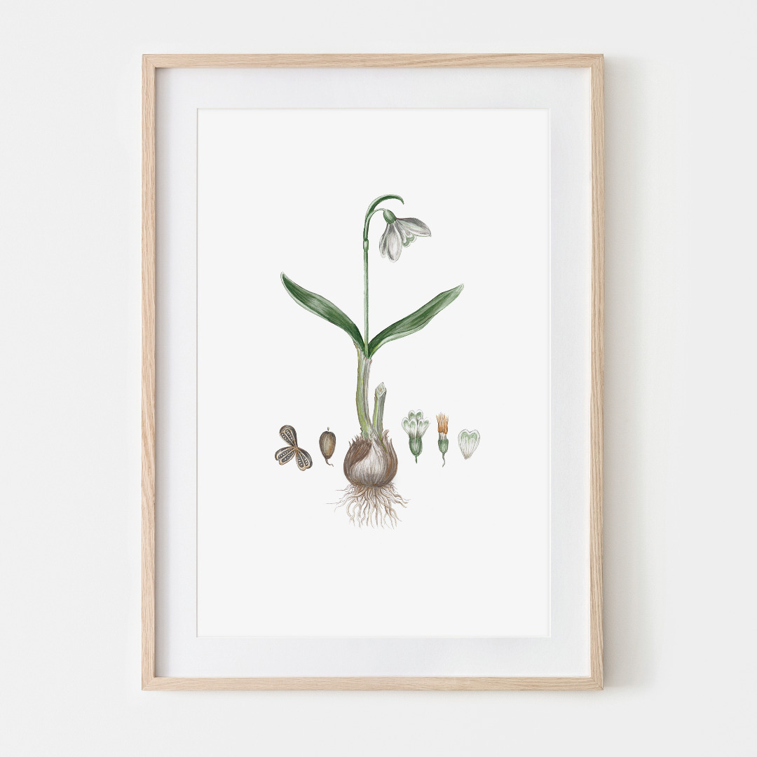 Schneeglöckchen Poster Kunstdruck Pflanzenposter Zeichnung