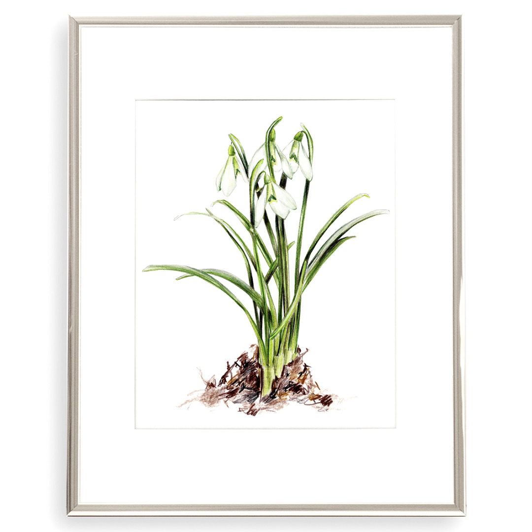 Schneeglöckchen, Poster, Kunstdruck Pflanzenposter Zeichnung 3