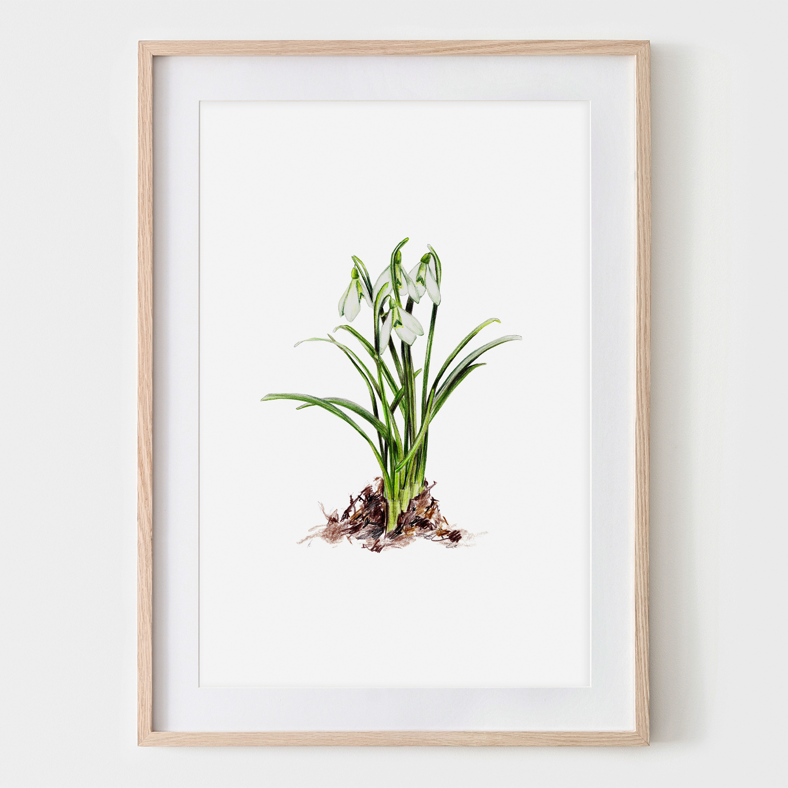 Schneeglöckchen, Poster, Kunstdruck Pflanzenposter Zeichnung