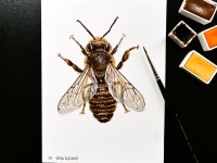 Wildbienen und Hummeln, Bienen gezeichnet, Hummelposter, Bienenarten Poster, Fine Art Print, Giclée
