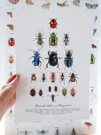 Heimische Käfer- und Wanzenarten, Käfer gezeichnet, Käferposter, Poster, Fine Art Print, Giclée