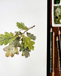 Blätter von Laubbäumen, Fine Art Print, Giclée Print, Poster, Kunstdruck, Pflanzen Zeichnung 4