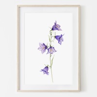 Glockenblume aus meinem Garten, Poster, Kunstdruck Pflanzenposter Zeichnung