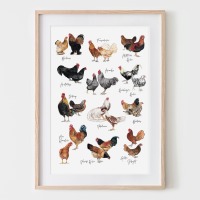 12 Hühnerarten, Hühnerposter, Fine Art Print, Giclée Print, Poster, Kunstdruck, Zeichnung