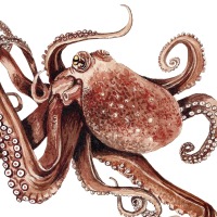 Octopus, Fine Art Print, Giclée Print, Poster, Kunstdruck, Zeichnung 2