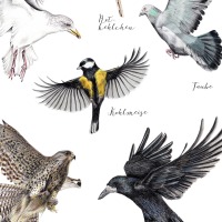 Heimische Vögel im Flug, Fine Art Print, Giclée Print, Poster, Kunstdruck, Zeichnung 2