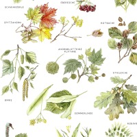 Blätter von Laubbäumen, Fine Art Print, Giclée Print, Poster, Kunstdruck, Pflanzen Zeichnung 2