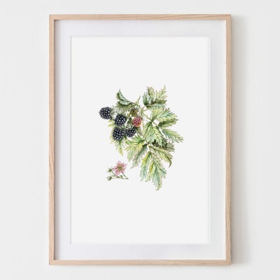 Brombeeren aus meinem Garten, Poster, Kunstdruck Pflanzenposter Zeichnung -