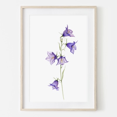 Glockenblume aus meinem Garten, Poster, Kunstdruck Pflanzenposter Zeichnung - Buntstiftzeichnung, Re