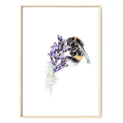 Hummel am Lavendel, Fine Art Print, Giclée Print, Poster, Kunstdruck, Zeichnung -