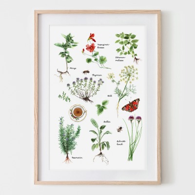 Küchenkräuter, Fine Art Print, Giclée Print, Poster, Kunstdruck, Pflanzen Zeichnung -