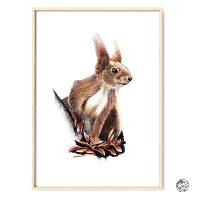 Eichhörnchen 02, Fine Art Print, Giclée Print, Poster, Kunstdruck, Zeichnung - Buntstiftzeichnung,